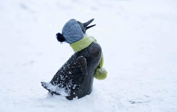 Moskvada qarın hündürlüyü 84 santimetrə çatıb