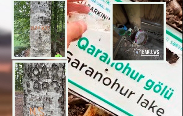 100 illik ağaclara nömrə yazdılar, lövhələri sındırdılar – Qaranohur gölü