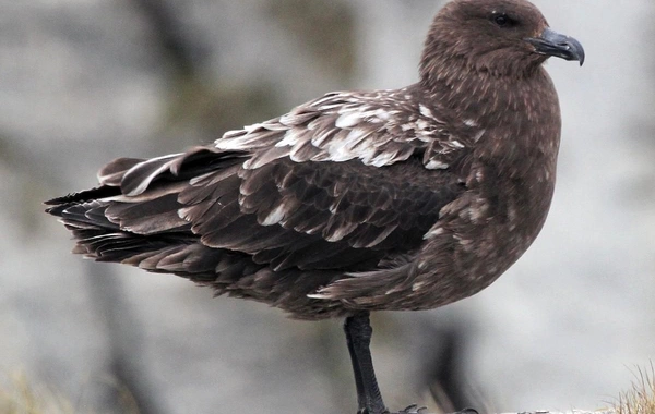 Avstraliyada quş qripi təhlükəsi: H5N1 şübhəsi qeydə alındı