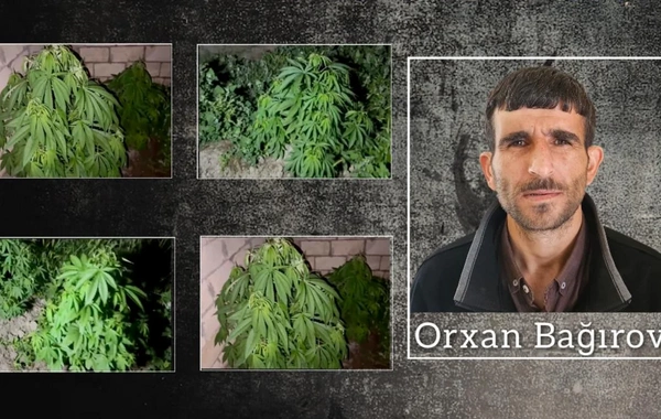 Salyanda çətənə kolları yetişdirən keçmiş məhkum saxlanıldı