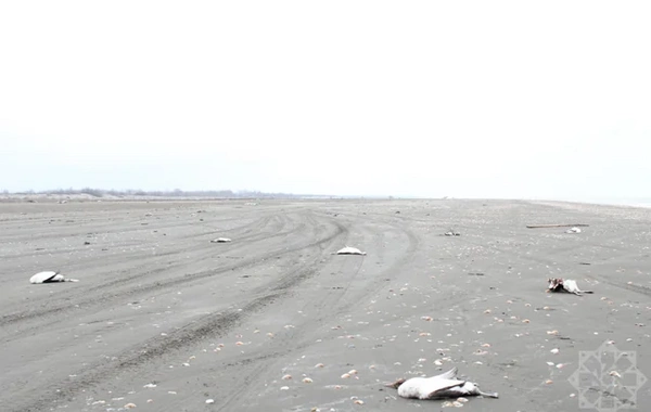 На побережье Каспия в Хачмазе погибли тысячи поганок