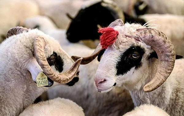 Qurbanlıq heyvan kəsməyib onun dəyərində pul yardımı etmək olar? - AÇIQLAMA