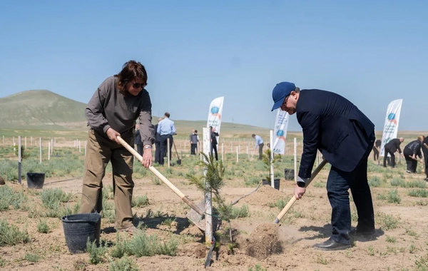 Müşfiqabadda ağacəkmə aksiyası keçirilib