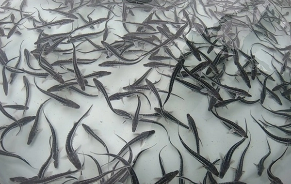 Azərbaycanda su hövzələrinə bu qədər balıq buraxılıb - RƏSMİ