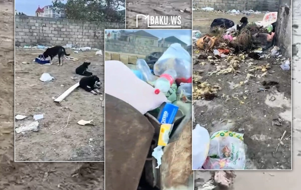 Masazırda məktəb yolu baxımsız vəziyyətdədir – ərazidə zibil və sahibsiz itlər təhlükə yaradır