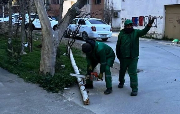 Güclü külək Bakıda 37 ağacı sındırıb