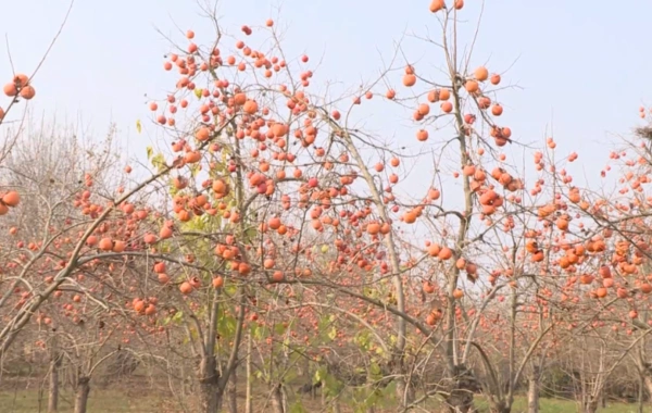 İmişlidə tonlarla xurma ağaclarda çürüyür
