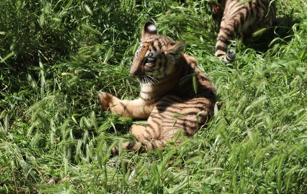 Bakı Zooloji Parkında Amur pələngi balaları dünyaya gəlib