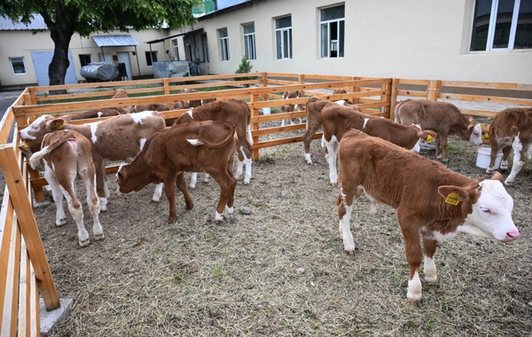 Xocalıda "Qoç Ət"in heyvandarlıq kompleksi ilə tanışlıq olub