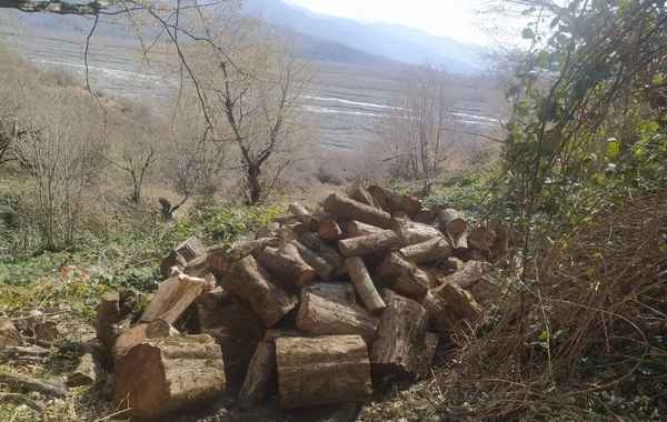 Oğuzda 21 yaşlı şəxs 15 ağacı kəsib