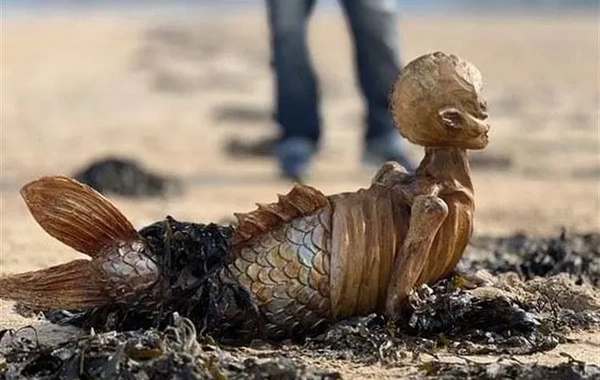 A mermaid was found on the seashore