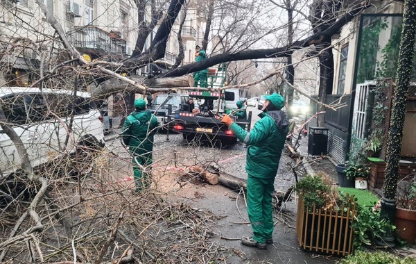 Bakıda güclü külək 78 ağacı aşırdı, 40 ağacın budaqları qırıldı