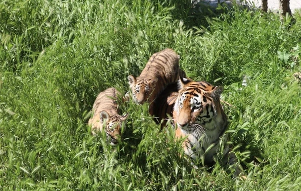 Bakı Zooloji Parkında Amur pələngi balaları dünyaya gəlib
