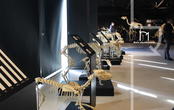 Palçıq Vulkanları Turizm Kompleksi – Azərbaycanın təbiət möcüzələrinə açılan yeni qapı