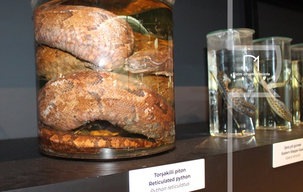 Palçıq Vulkanları Turizm Kompleksi – Azərbaycanın təbiət möcüzələrinə açılan yeni qapı