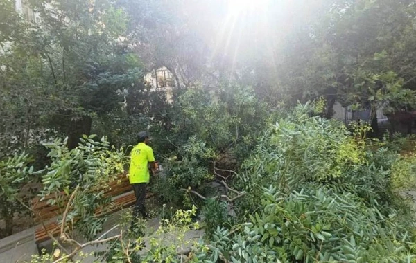 Güclü külək Bakıda onlarla ağacı aşırdı, budaqları sındırdı