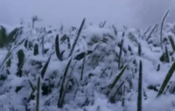 Snow has fallen in Azerbaijan