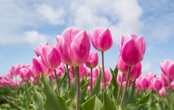 Martda temperatur iqlim normasından yüksək olacaq - AYLIQ PROQNOZ