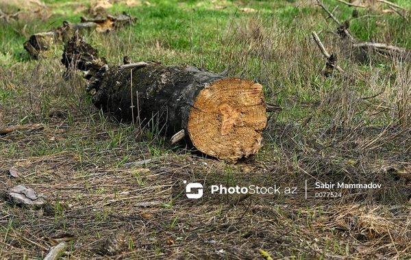 Ağacların qanunsuz kəsilməsinə görə yaşıllıqlara 25 min manatdan çox ziyan dəyib