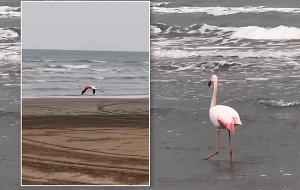 На Каспийском море замечены фламинго