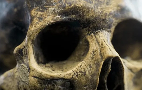 Remains of an unknown human species discovered in Libya