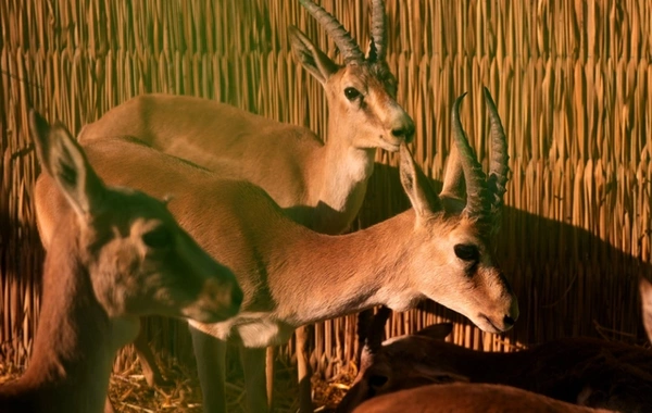 Leyla Əliyeva və Arzu Əliyeva Qaxda Axar-Baxar Milli Parkının açılış mərasimində iştirak ediblər Leyla Əliyeva və Arzu Əliyeva Qaxda Axar-Baxar Milli Parkının açılış mərasimində iştirak ediblər