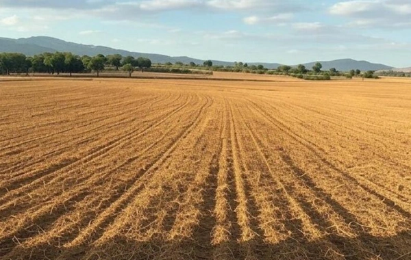 В Азербайджане состоится земельный аукцион: стартовые цены