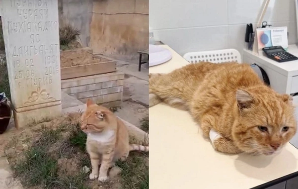 The famous cat Hachiko from Makhachkala, who lived for 7 years on his owner's grave, has died
