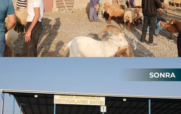 В Шамахинском и Гейчайском районах открылись рынки продажи животных