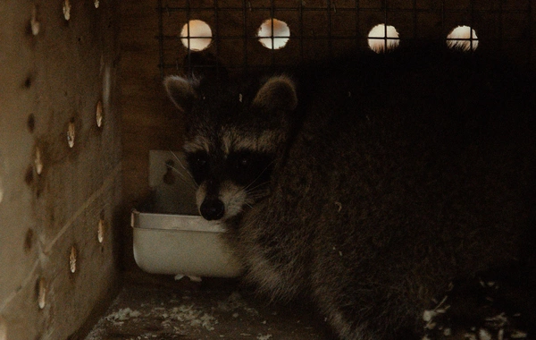 Leyla Əliyeva, Arzu Əliyeva və Alena Əliyeva Lənkəranda ekoloji aksiyalarda iştirak ediblər