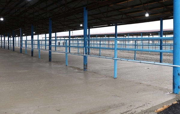 Bərdə heyvan satışı bazarı yenidən fəaliyyətə başlayıb