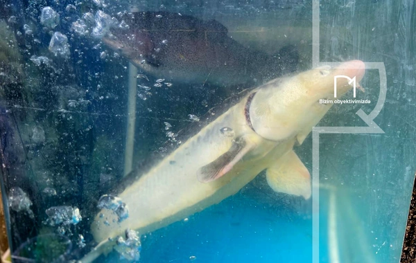 Ət əvəzinə hamı balıq alır - Bazarda SON QİYMƏTLƏR