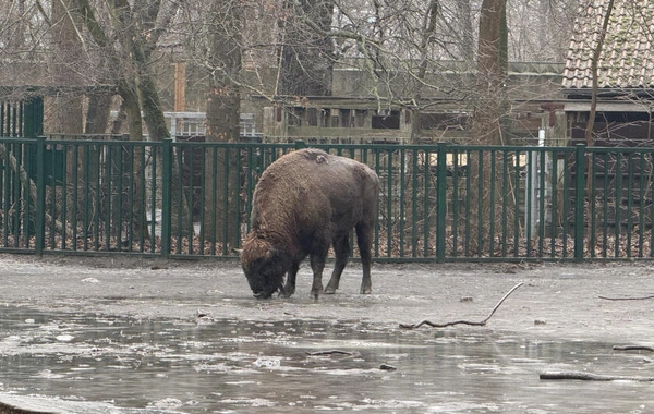 Almaniyadan Azərbaycana 18 zubr yola salınıb