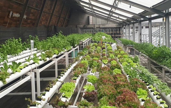 İflic olmuş çinli bir barmağı ilə ağıllı ferma düzəltdi