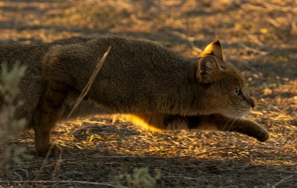 Leyla Əliyeva və Arzu Əliyeva Qaxda Axar-Baxar Milli Parkının açılış mərasimində iştirak ediblər Leyla Əliyeva və Arzu Əliyeva Qaxda Axar-Baxar Milli Parkının açılış mərasimində iştirak ediblər
