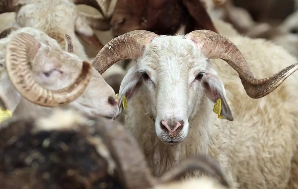 Qurban ətindən kabab etmək olarmı? - Çox insanı maraqlandıran cavab