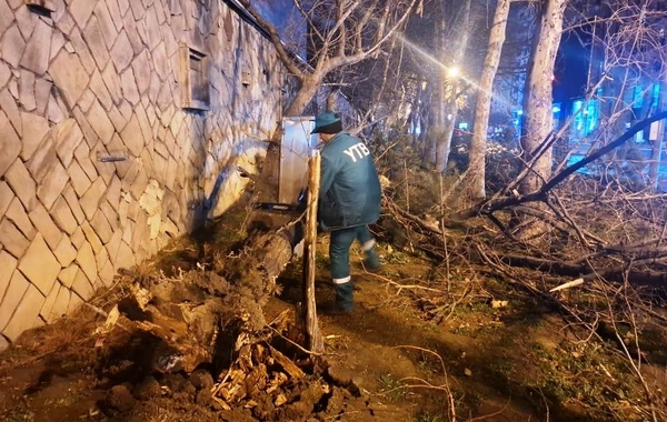 Bakıda güclü külək 78 ağacı aşırdı, 40 ağacın budaqları qırıldı