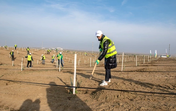 "SOCAR Midstream" ağacəkmə aksiyası keçirib