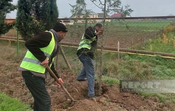 Cəlilabadda 70 ədəd Şərq tuyası ağacı əkilib