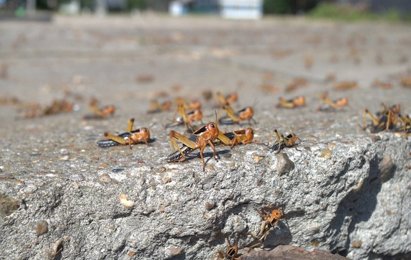 Аномальное тепло в Азербайджане привело к серьезным последствиям