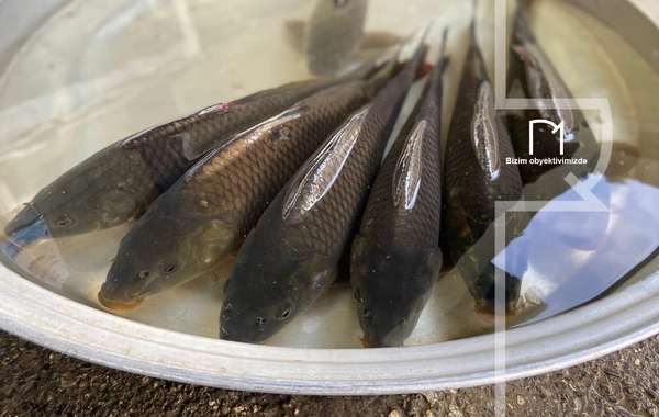 Ət əvəzinə hamı balıq alır - Bazarda SON QİYMƏTLƏR