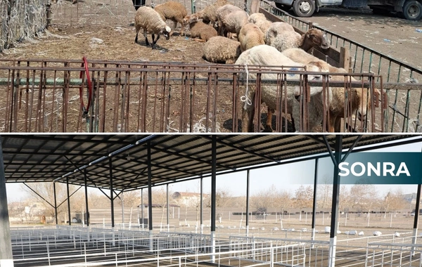 İki rayonda heyvan bazarları fəaliyyətə başlayıb