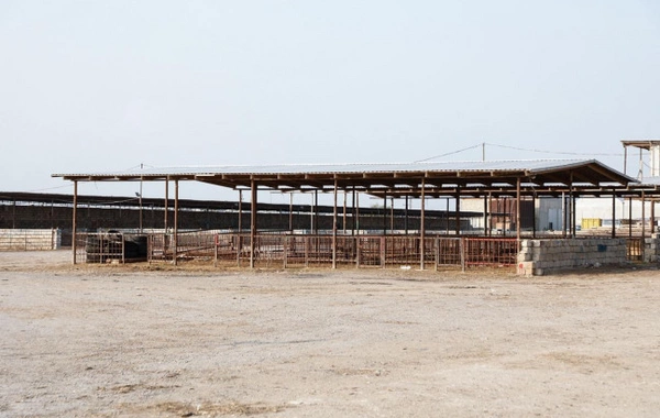 Heyvan bazarlarında yenidənqurma işləri sürətləndirilib – AQTA məlumat yaydı