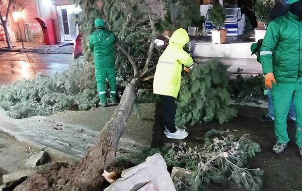 Bakıda güclü külək 78 ağacı aşırdı, 40 ağacın budaqları qırıldı