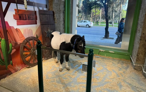 "Poniland"də qanunsuz saxlanılan vəhşi heyvanlar xilas edilib