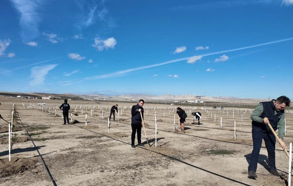 Nazirlik Zəfər Gününə həsr olunmuş ağacəkmə aksiyası keçirib Nazirlik Zəfər Gününə həsr olunmuş ağacəkmə aksiyası keçirib