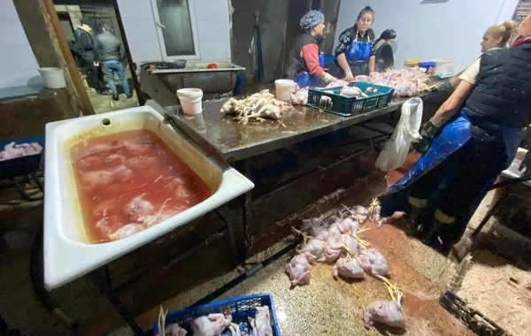 Xırdalanda 2 min ev quşunun qanunsuz kəsildiyi sexin fəaliyyəti məhdudlaşdırılıb