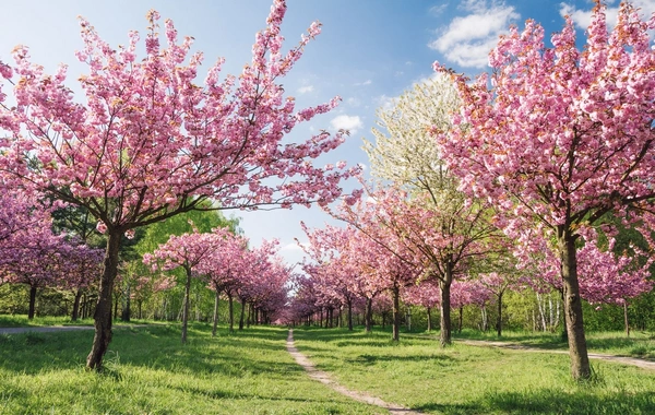 Weather in Azerbaijan: what to expect on March 12