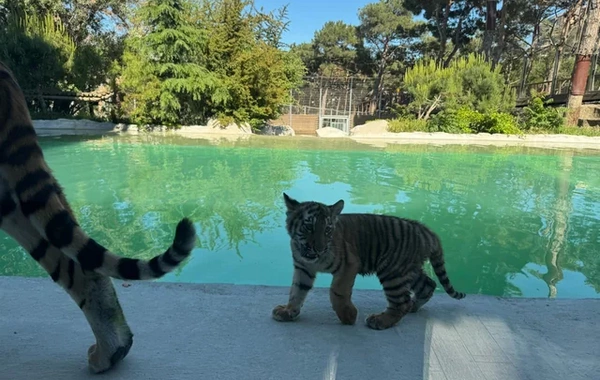 Bakı Zooloji Parkında Amur pələngi balaları dünyaya gəlib