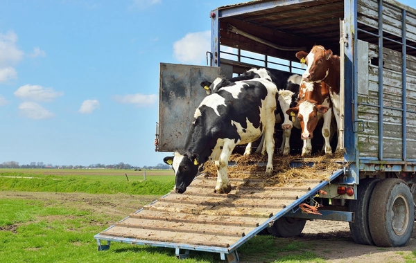 Gürcüstandan heyvan idxalına qoyulan məhdudiyyət aradan qaldırılıb